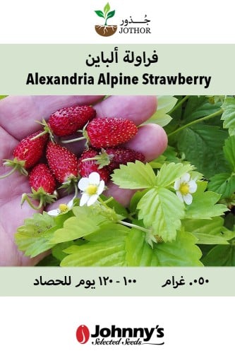 بذور فراولة ألباين - Alexandria Strawberry Seeds