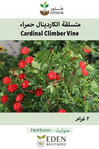 بذور متسلقة كاردينال حمراء - Cardinal Climber Seeds