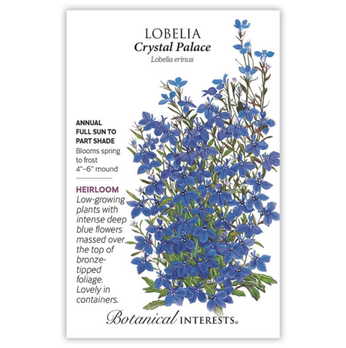 بذور لوبيليا - Lobelia Crystal Palace Seeds