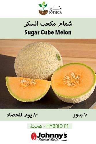 بذور شمام مكعب السكر مقاوم للأمراض - Sugar Cube (F1) Melon Seed