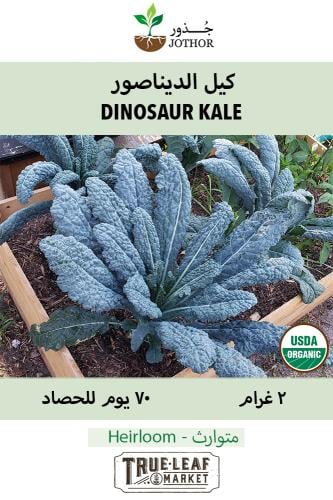 بذور كيل الديناصور - Kale Dinosaur Seeds