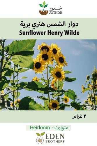 بذور دوار الشمس هنري برية - Sunflower Henry Wilde Seeds