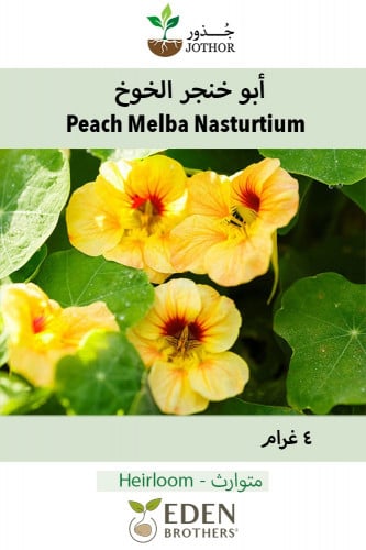 بذور ابو خنجر الخوخ - Peach Melba Nasturtium Seeds