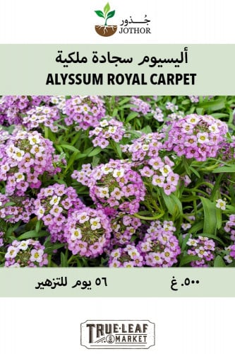 بذور اليسيوم سجادة ملكية - Alyssum Royal Carpet Se...