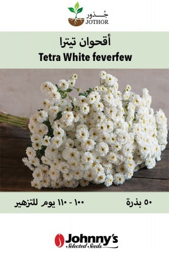بذور اقحوان تيترا - Tetra White Matricaria Feverfe...