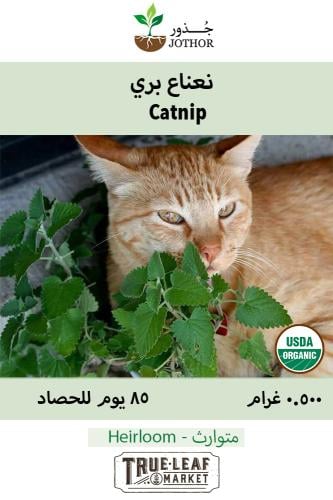 بذور نعناع بري - Catnip Seeds