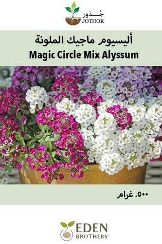 بذور اليسيوم ماجيك الملونة - Magic Circle Mix Alyssum Seeds