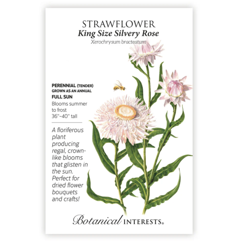 بذور القش روز - King Size Silvery Rose Strawflower Seeds
