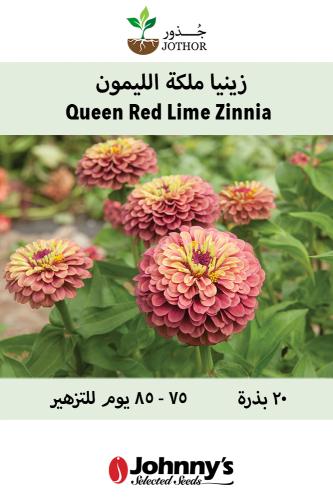 بذور زينيا ملكة الليمون الحمراء - Queen Red Lime Zinnia Seeds