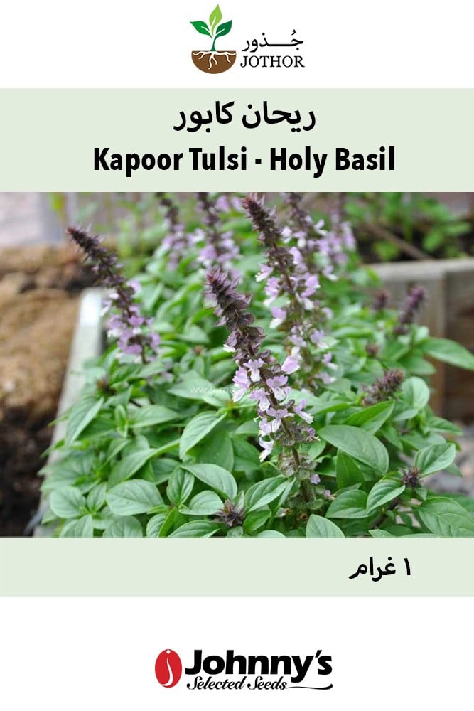 Kapoor Tulsi Holy Basil Basil Seeds