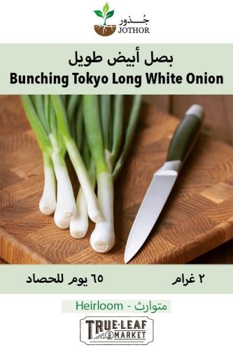 بصل أبيض طويل - Bunching - Tokyo Long White Onion Seeds