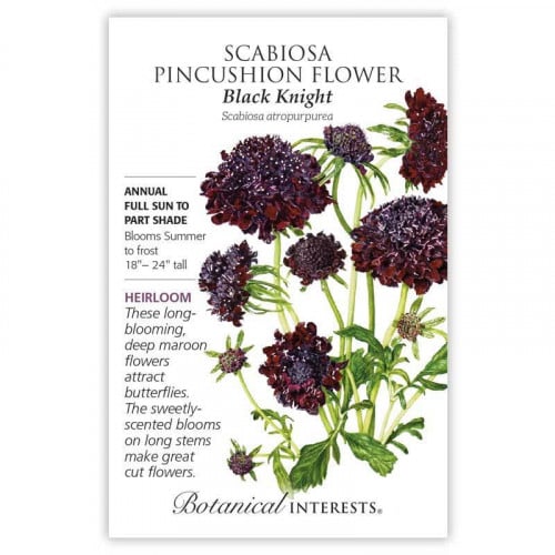 بذور سكابويسا - Scabiosa, Black Knight Scabiosa Pincushion Flower Seeds