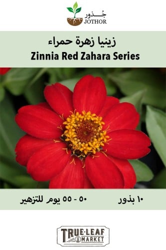 بذور زينيا زهرة الحمراء - Red Zahara Series Zinnia Seeds