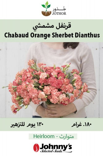 قرنفل مشمشي - Chabaud Orange Sherbet Dianthus