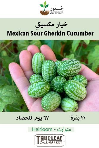 بذور خيار مكسيكي - Mexican Sour Gherkin Cucumber S...