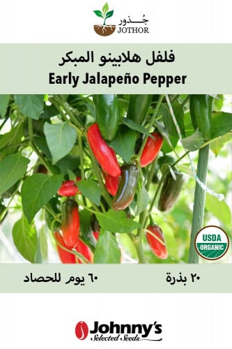 بذور فلفل هالابينو المبكر - Early Jalapeño Pepper Seeds