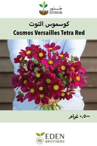بذور كوسموس التوت - Versailles Tetra Red Cosmos Seeds