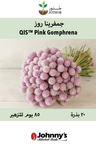 بذور جمفرينا روز - QIS™ Pink Gomphrena Seed