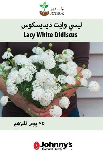 بذور ليسي وايت ديسيكسوس - Lacy White Didiscus Seed