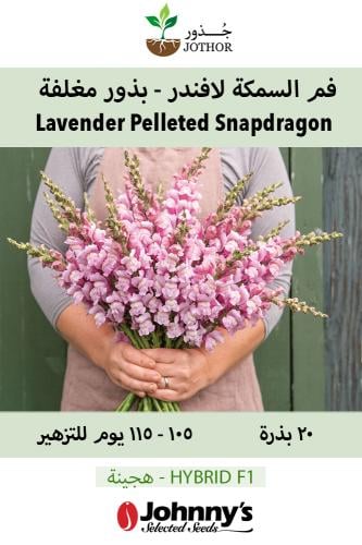 بذور فم السمكة لافندر - بذور مغلفة - Cannes Lavender II–III Pelleted (F1) Snapdragon Seed
