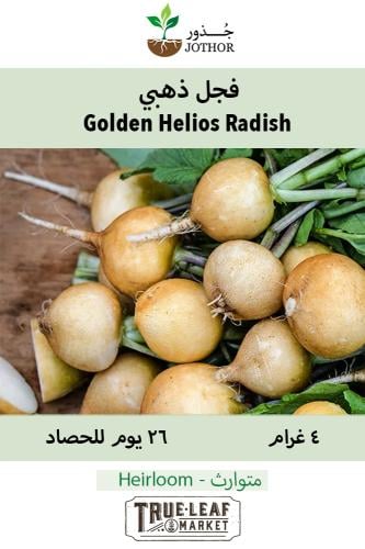 بذور فجل ذهبي - Golden Helios Radish Seeds