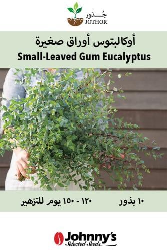 بذور اوكالبتوس اوراق صغيرة - Small Leaved Gum Eucalyptus Seed