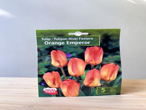 أبصال شتوية توليب - tulip