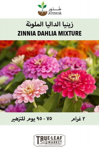 بذور زينيا الداليا الملونة - ZINNIA DAHLIA FLOWERE...