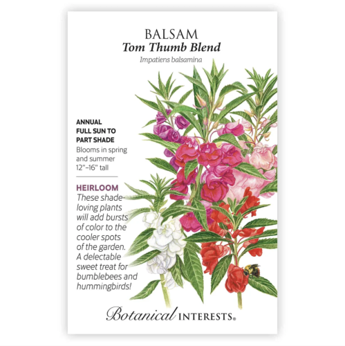 بذور زهور البلسم - Tom Thumb Blend Balsam Seeds
