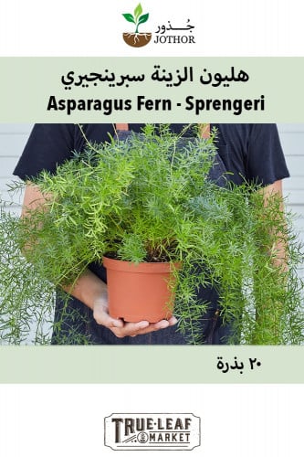 بذور هليون الزينة سبرنجري - Asparagus Fern Sprenge...