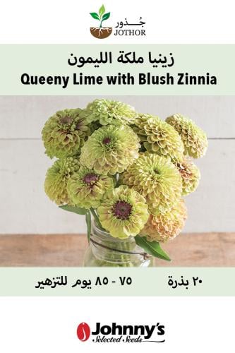 بذور زينيا ملكة الليمون - Queen Lime with Blush Zinnia Seeds