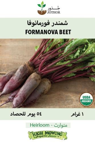 بذور شمندر فورمانوفا - Formanova Beet Seeds
