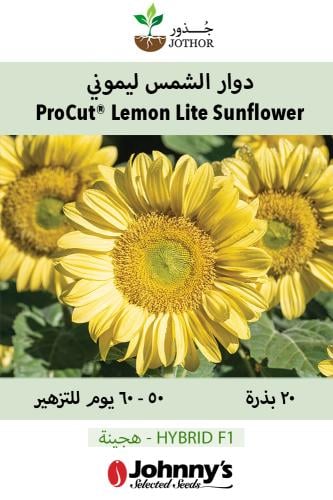 بذور دوار الشمس ليموني - ProCut® Lemon Lite (F1) Sunflower Seed