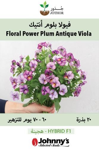 بذور فيولا بلوم أنتيك - Floral Power Plum Antique (F1) Viola Seed