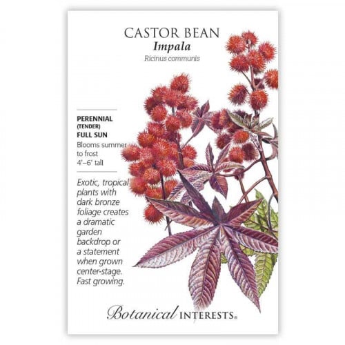 بذور كاستور بين - Impala Castor Bean Seeds