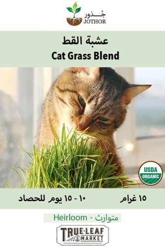 بذور عشبة القط المنوعة - Cat Grass Blend Seeds