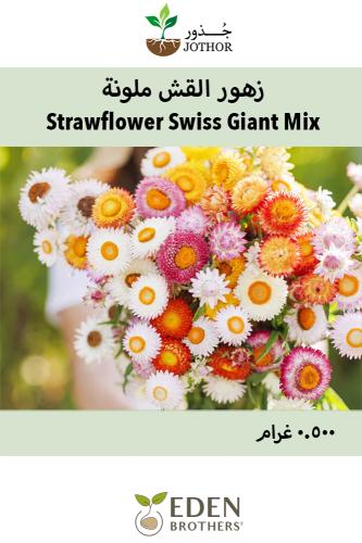 زهور القش الملونة - Strawflower Seeds - Tall Doubl...