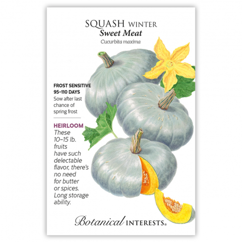 بذور قرع سويت ميت - Squash Winter Sweet Meat Seeds