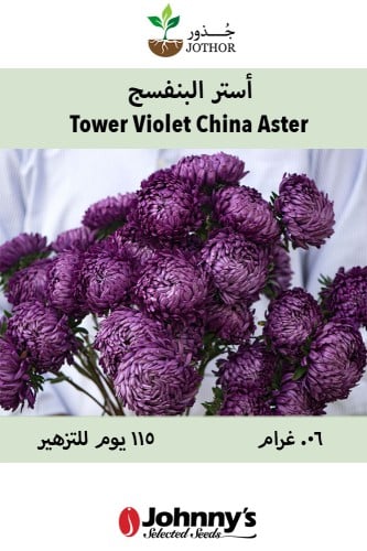 بذور أستر البنفسج - Tower Violet China Aster Seed