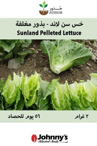بذور خس سن لاند - Sunland Lettuce Seeds