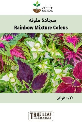بذور  سجادة ملونة  - Rainbow Mixture Coleus Seeds