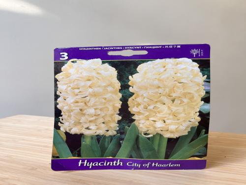 أبصال شتوية هايسنث - Hyacinth