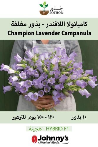 كامبنولا اللافندر - بذور مغلفة - Champion Lavender Pelleted (F1) Campanula Seed