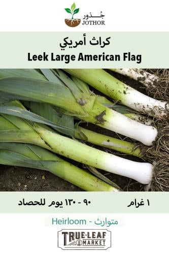 بذور كراث امريكي - Leek Seeds - Large American Flag