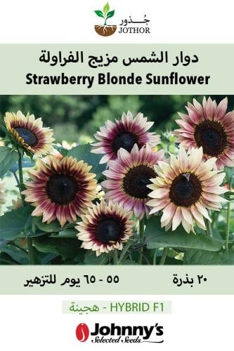 بذور دوار الشمس مزيج الفراولة - Strawberry Blonde (F1) Sunflower Seed