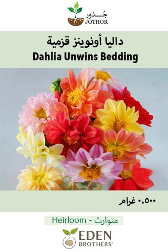 بذور داليا أونيونز قزمية - Unwins Bedding Dahlia Seeds