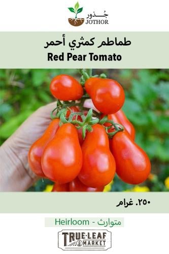 بذور طماطم كمثرى أحمر - Red Pear Tomato Seeds