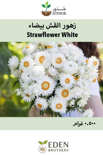 بذور زهور القش بيضاء - Strawflower White Seeds