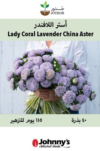 بذور استر الافندر - Lady Coral Lavender China Aste...
