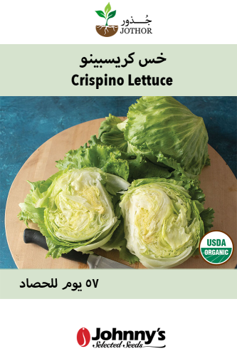 بذور خس كرسبينو - Crispino Lettuce Seeds